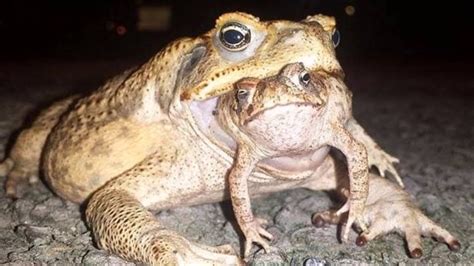 invasive species cane toad - YouTube