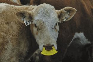 Science based weaning methods for beef calves | Ohio BEEF Cattle Letter