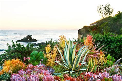 Unusual Succulents - Sunset Magazine