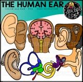 The Human Skin Teaching Resources | TPT
