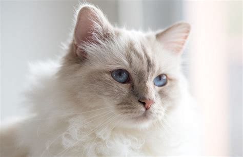 Birman Cat: Personality, History, Appearance, Care, and Health Concerns