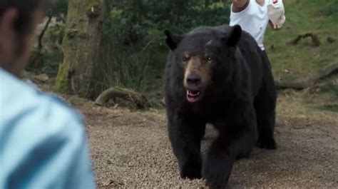 The True Story Behind 'Cocaine Bear' - Where Is Cocaine Bear Now?