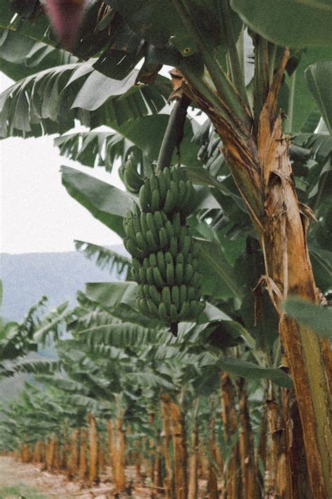 Photo of a Banana Plantation · Free Stock Photo