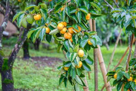 persimmon tree planted | Kellogg Garden Organics™