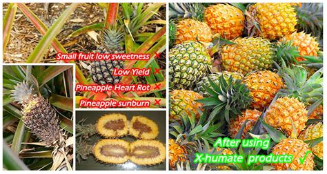 Role Of Fulvic Acid In Plants Is Growth Stimulant | Cntjhumate