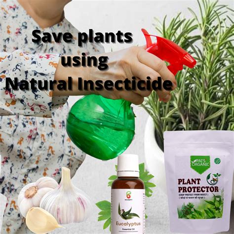 What are natural insecticides for indoor plants?