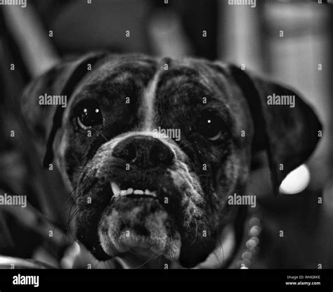 Boxer dog teeth Black and White Stock Photos & Images - Alamy