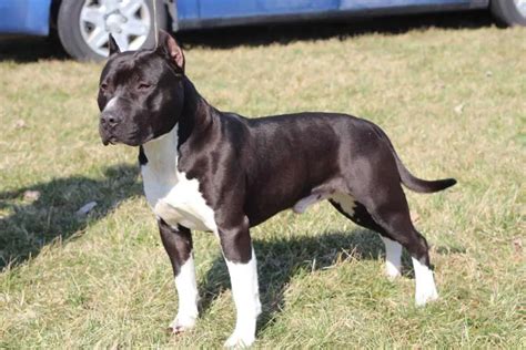 45+ Black Big American Staffordshire Terrier - l2sanpiero