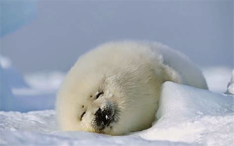 Cute Baby Harp Seals | Fun Animals Wiki, Videos, Pictures, Stories