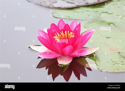 National Flower Of India High Resolution Stock Photography and Images ...