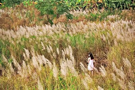 Hanoi’s five beautiful reed fields to visit in November