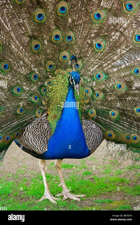 Feathers peacock tail hi-res stock photography and images - Alamy