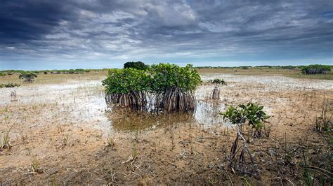 Climate change prompts a rethink of Everglades management | Science | AAAS