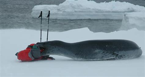 Leopard seal – Australian Antarctic Program