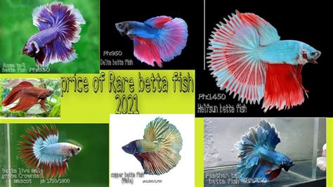 types of Rare betta fish & price list 2021(update) - YouTube