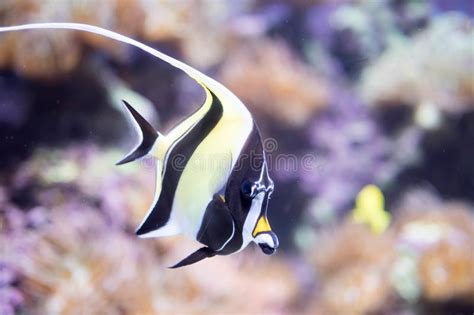 Blurry Photo of Moorish Idol Fish Zanclus Cornutus in a Clear Aquarium Stock Photo - Image of ...