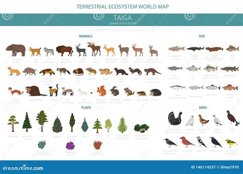 Bioma De Taiga, Mapa Del Mundo Terrestre Del Ecosistema Del Bosque Boreal De La Nieve Diseño ...