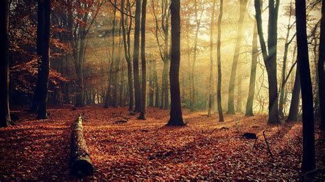 Autumn Forest Background Download Free | PixelsTalk.Net
