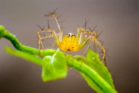 Macro Shot of a Yellow Lynx Spider · Free Stock Photo