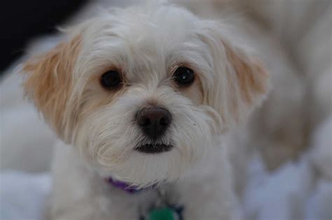 Shih-Poo Dog Breed » Everything About Shih-Poos