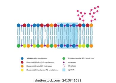 Diagrams Showing Schematic Structure Cytoplasmatic Membrane Stock ...