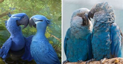 The Blue Macaw Parrot Which Appeared In Movie 'Rio' Is Now Extinct ...