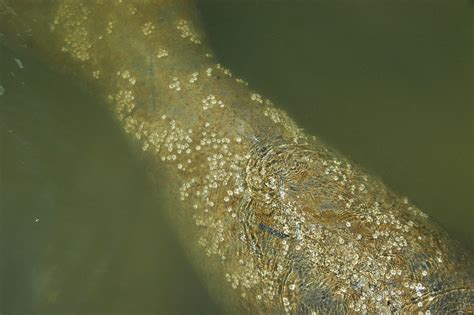 Trichechus manatus latirostris (Florida manatee) (Captiva … | Flickr