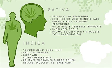 Sativa and Indica Marijuana Strain Effects