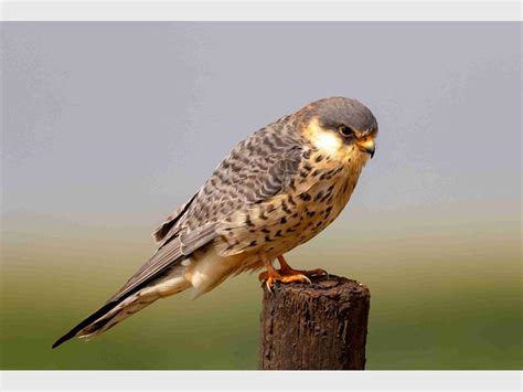 Meet the Amur Falcon, March's Raptor of the Month | Roodepoort Record