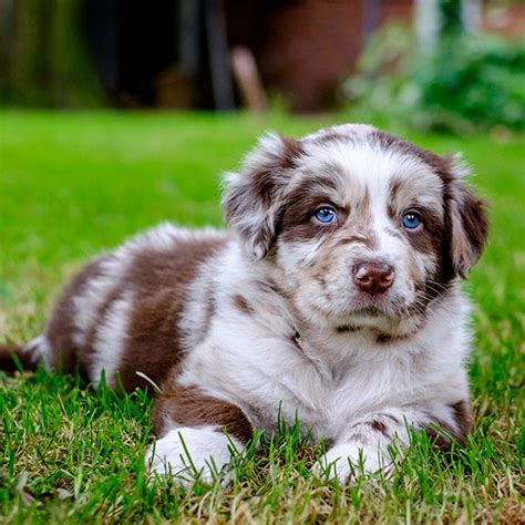 #1 | Australian Shepherd Puppies For Sale In San Diego CA