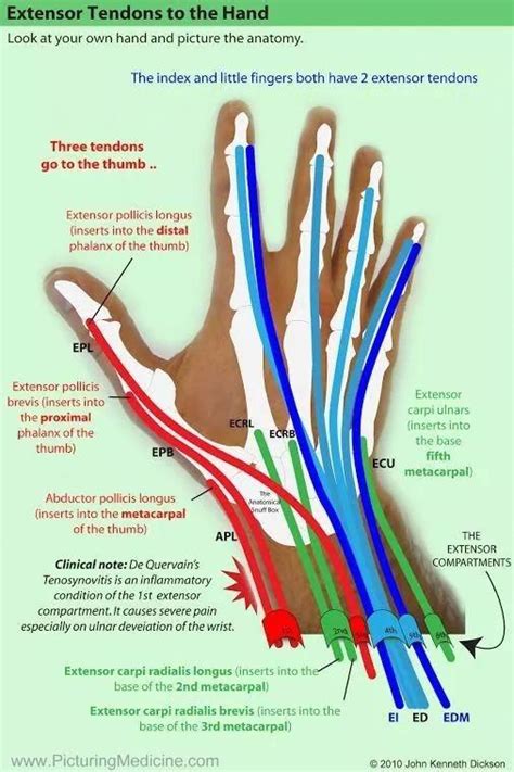 Extensor tendons of the right hand, human. #massagetherapy Occupational ...