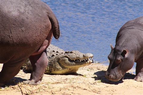 Hippopotamus - The Amazing Facts About The River Horse!!