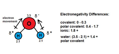 Understanding Essential Properties of Water - AP Biology