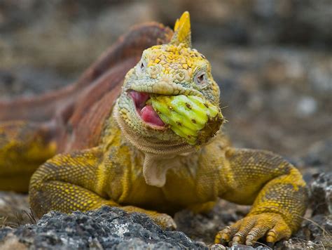 Awesome Reasons To Visit The Galapagos Islands - WorldAtlas