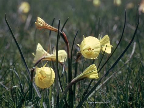 Flower Gallery :: Amaryllidaceae :: 190_37