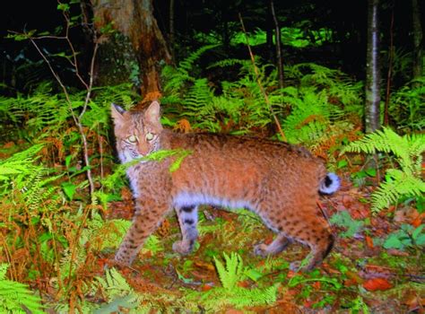 Smithsonian Insider – Appalachian Trail survey aims hidden cameras at ...