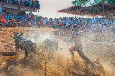 Kambala - The Buffaloes Race | Manish Lakhani