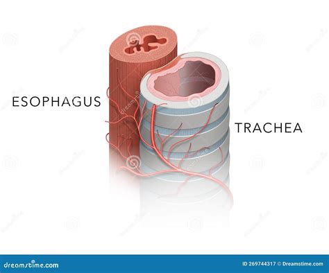 Trachea Esophagus Anatomy