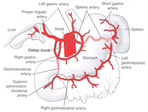 The Blood Vessel That Carries Blood From Gut To The Liver / What vessel carries blood from the ...