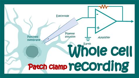 Whole-cell patch clamp recording | How does Whole-cell voltage clamp work? | application - YouTube