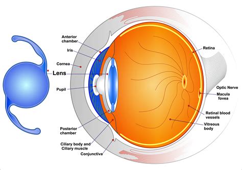 Cost of Intraocular Lenses (IOLs) - Types, Insurance, Results.