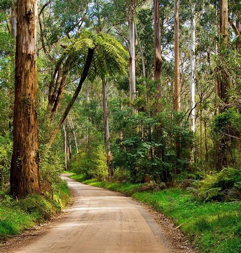 Ranges: The Dandenong Ranges