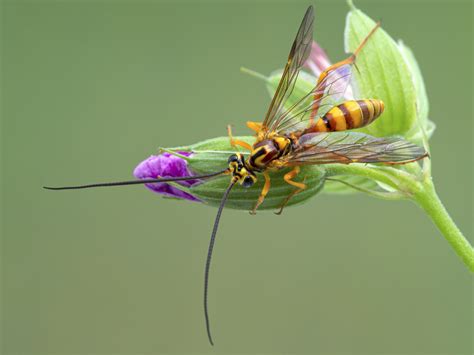 Ichneumon Wasp (Ichneumonidae) - Overview, Identification, Habitat