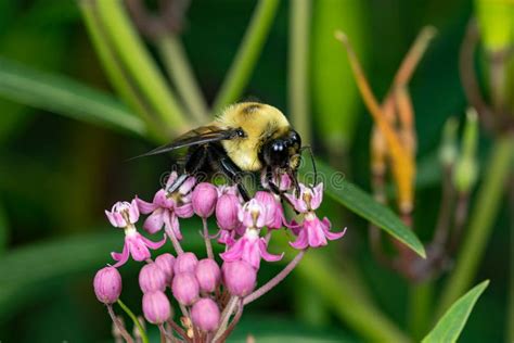 Closeup of Common Eastern Bumble Bee on Swamp Milkweed Wildflower. Stock Photo - Image of flower ...