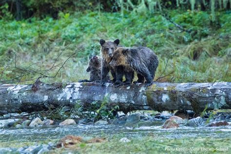 BC Government Bans Grizzly Bear Hunting Across the Province - Coastal ...