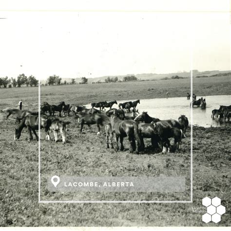 an old black and white photo of horses in a field next to a river, with the caption lacomba alberita