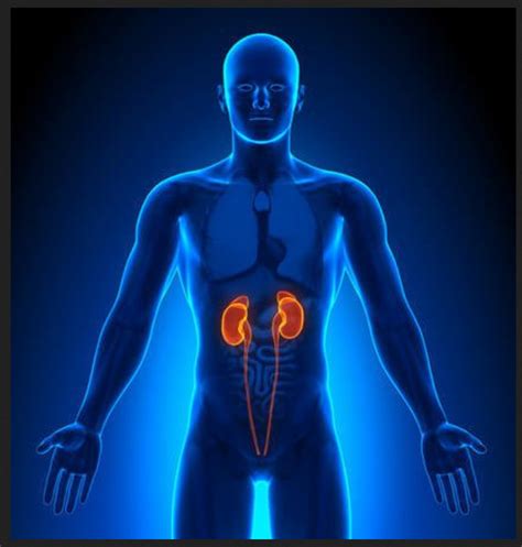 Accurate Education – Loin Pain Hematuria Syndrome (LPHS)