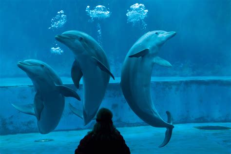 Family-friendly in Genoa: Visiting the Aquarium | ITALY Magazine