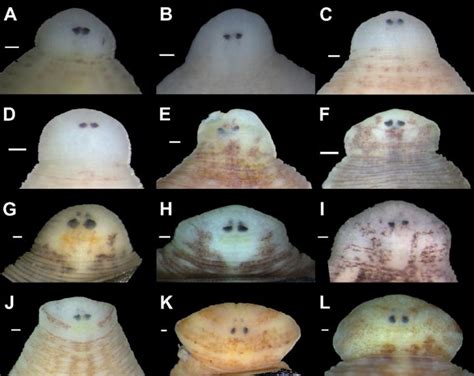 Gimme shelter: Seven new leech species call f | EurekAlert!