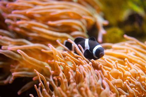 Clownfish Fun Facts - The Living Planet Aquarium